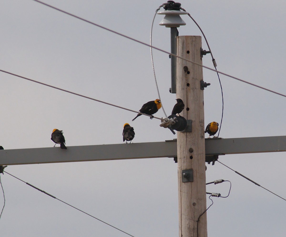 Yellow-headed Blackbird - ML152934511