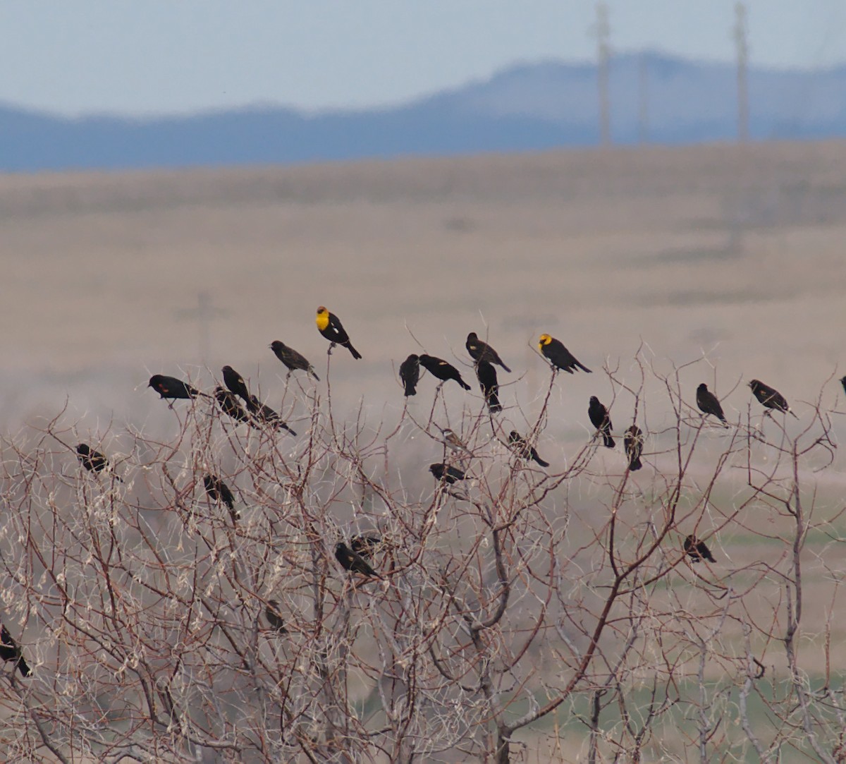 Yellow-headed Blackbird - ML152934581