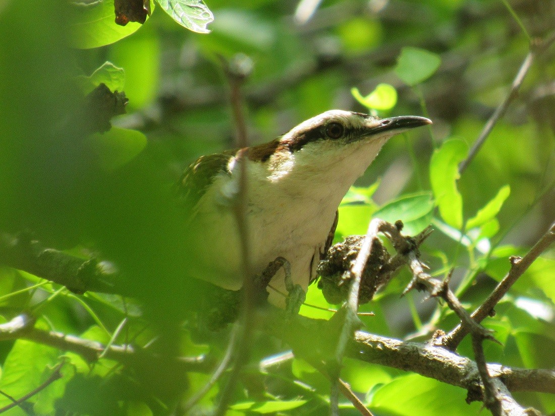 Rufous-naped Wren - ML152934981