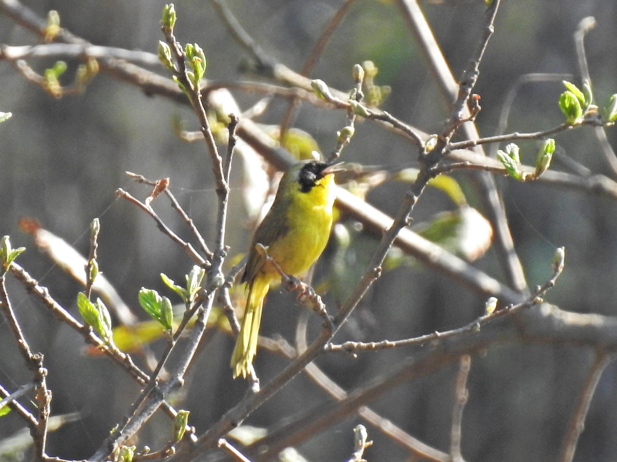 Hooded Yellowthroat - ML152935261