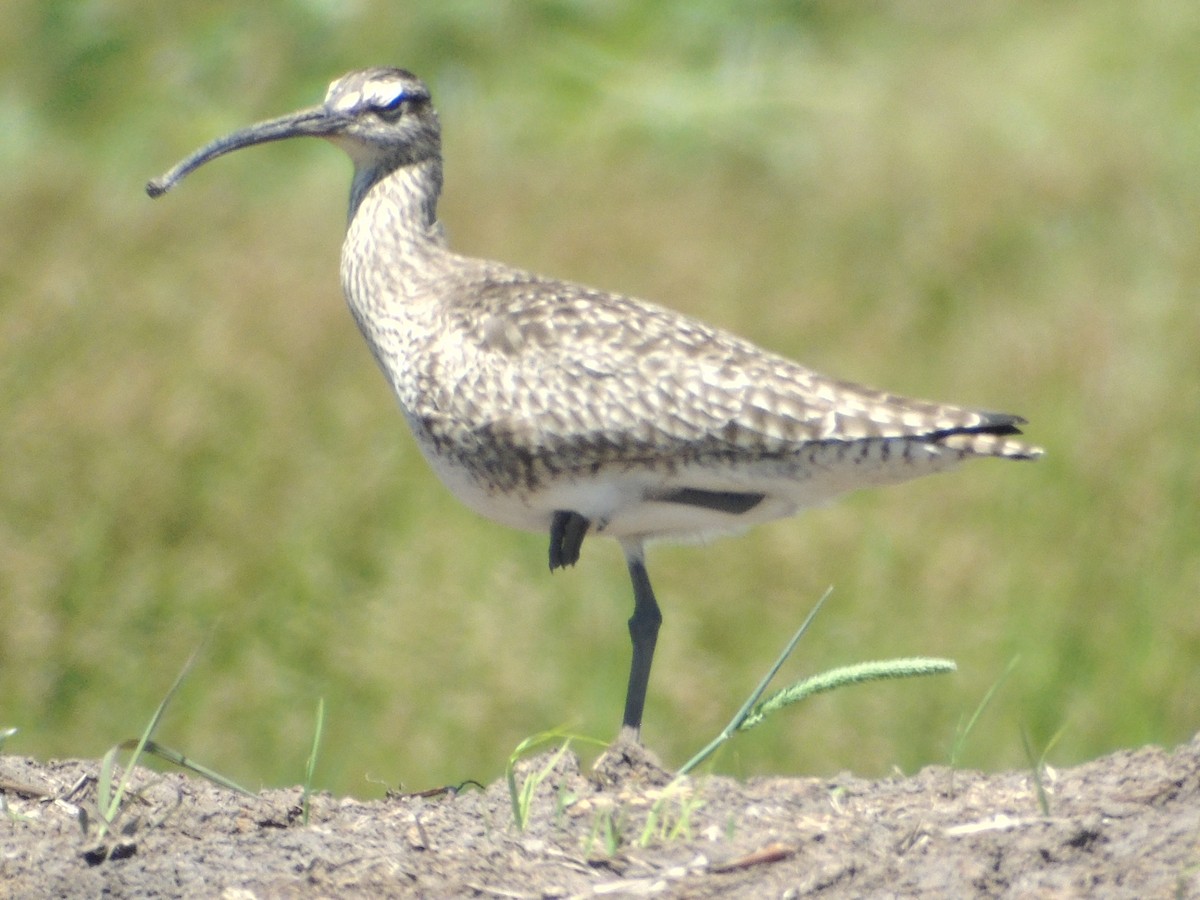 Whimbrel - Marie Asscherick