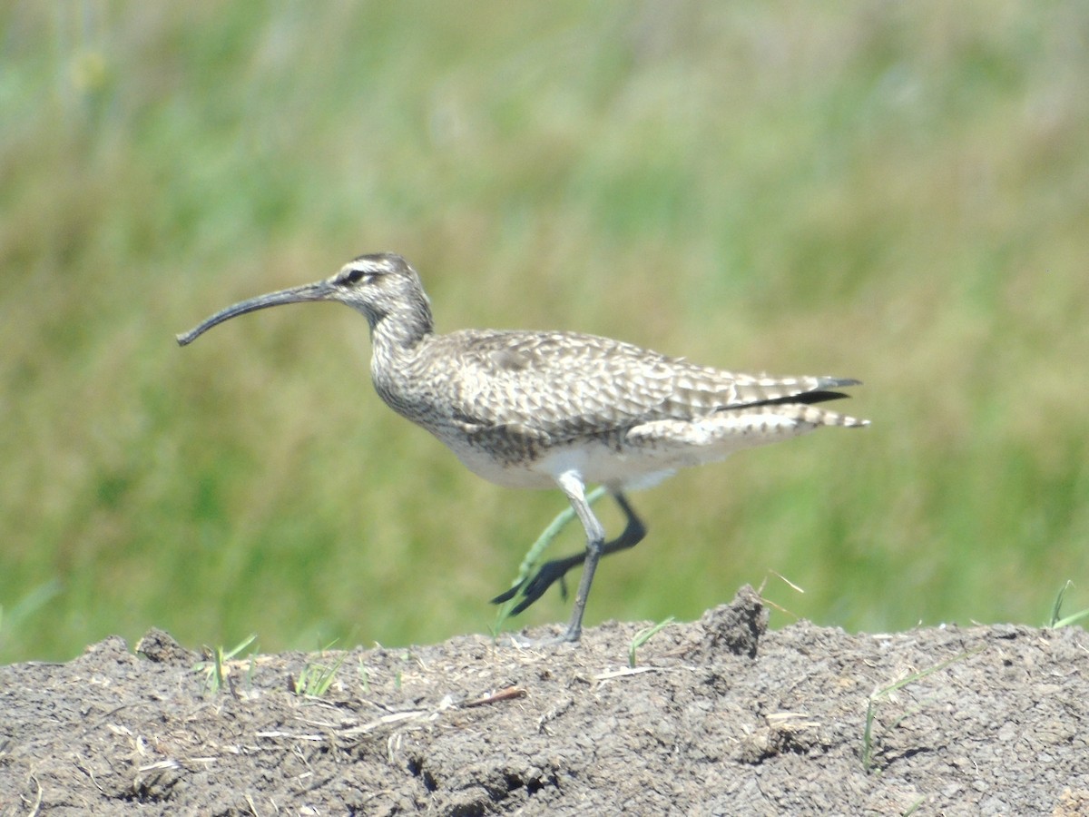 Regenbrachvogel - ML152935481