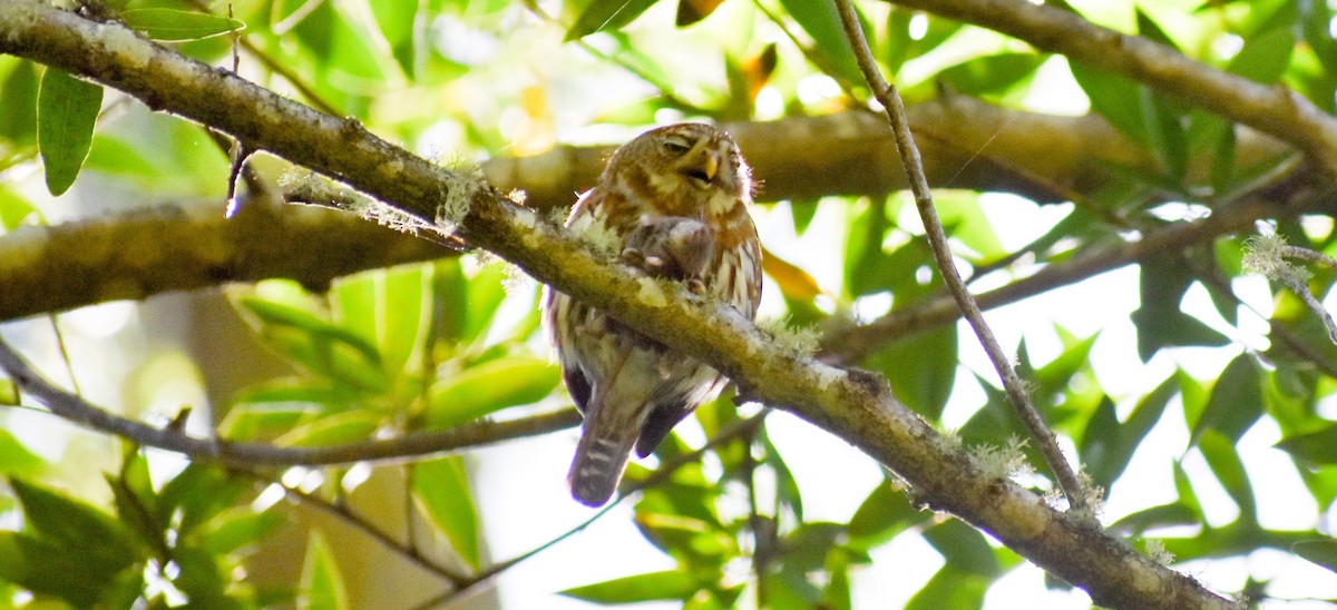 Northern Pygmy-Owl - Candice Davis