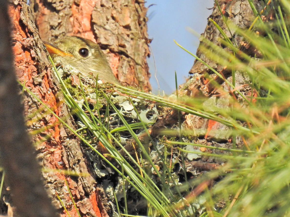 Pine Flycatcher - ML152935661