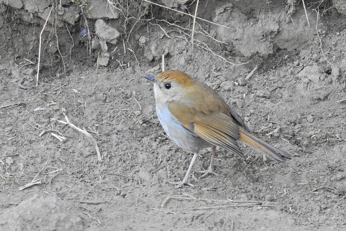 Russet Nightingale-Thrush - ML152935941