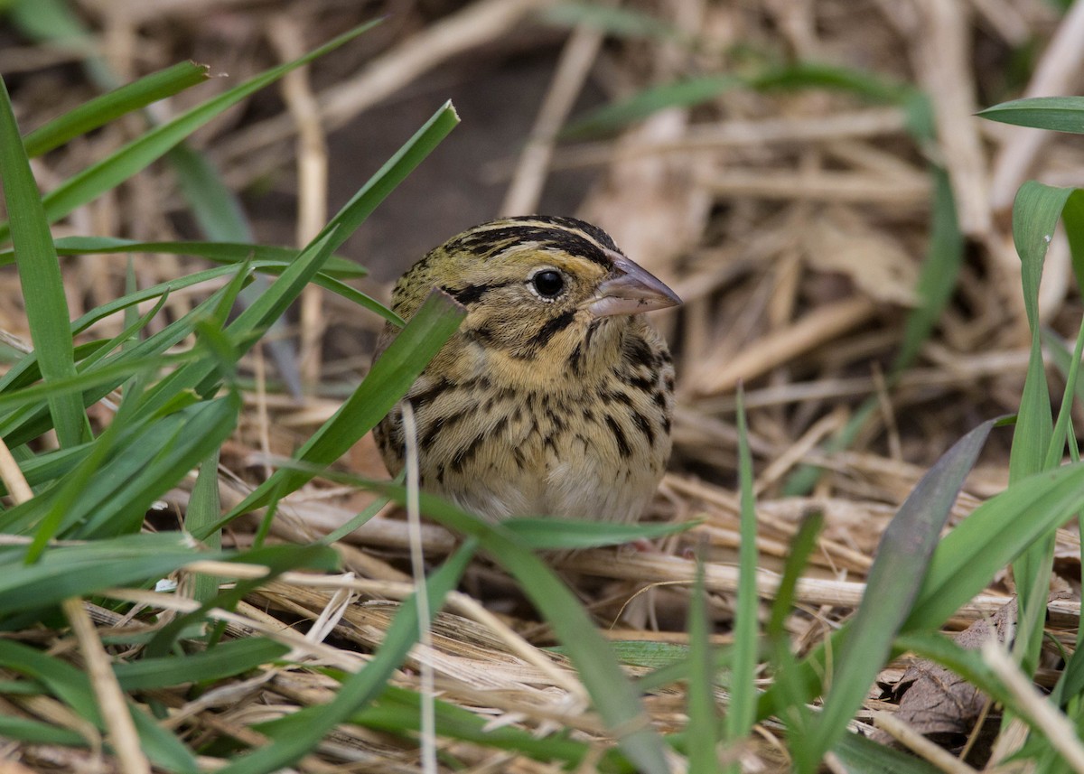 Henslow's Sparrow - ML152936011