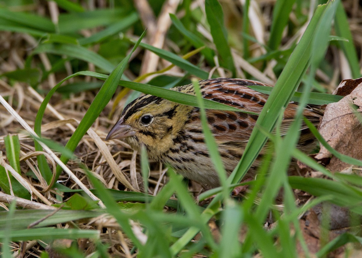 Henslow's Sparrow - ML152936031