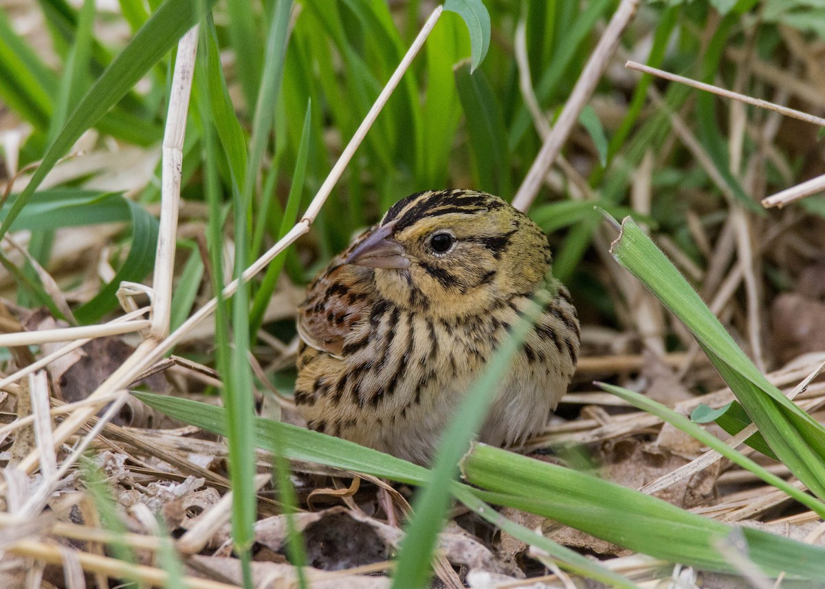 Henslow's Sparrow - ML152936051