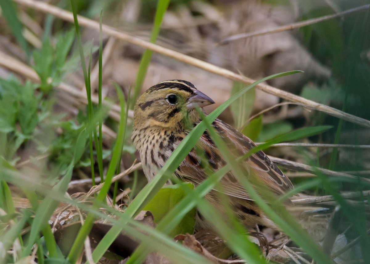 Henslow's Sparrow - ML152936061