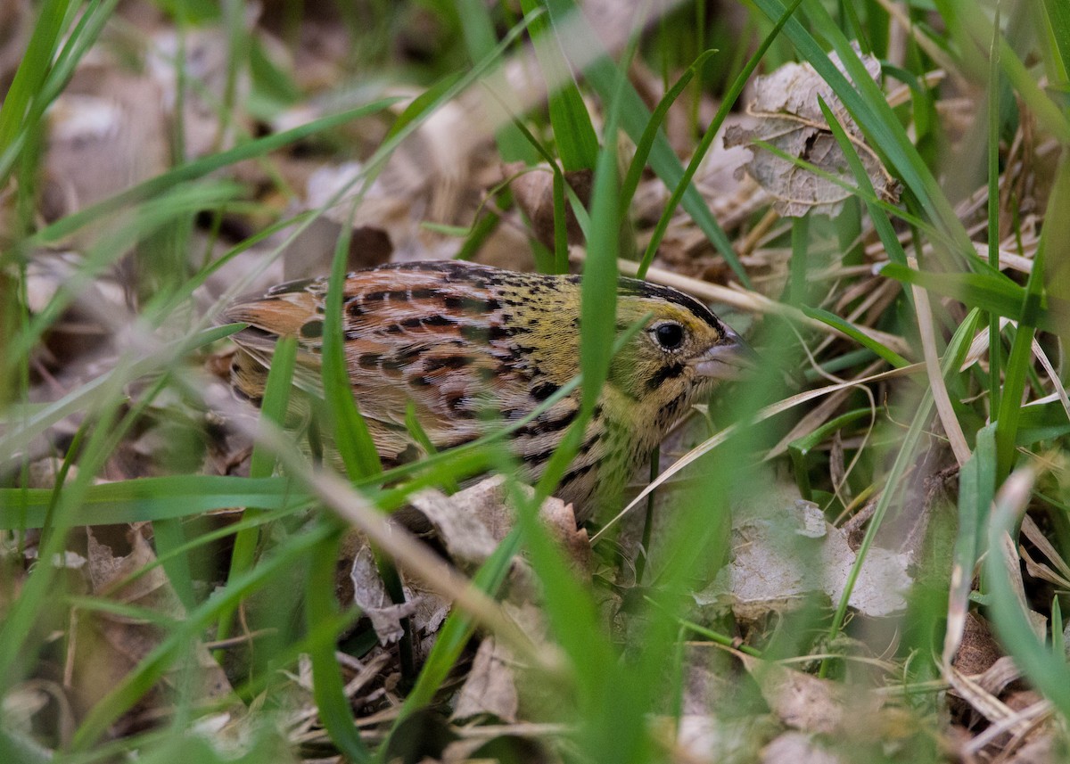 Henslow's Sparrow - ML152936121
