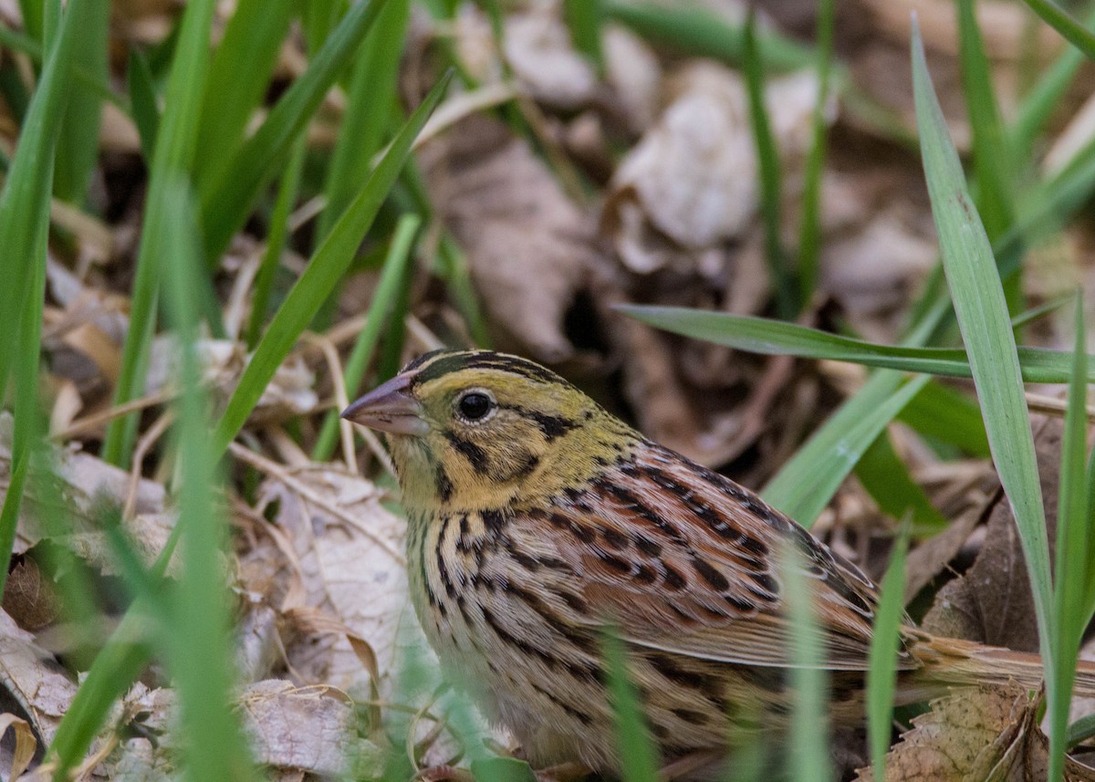 Henslow's Sparrow - ML152936151