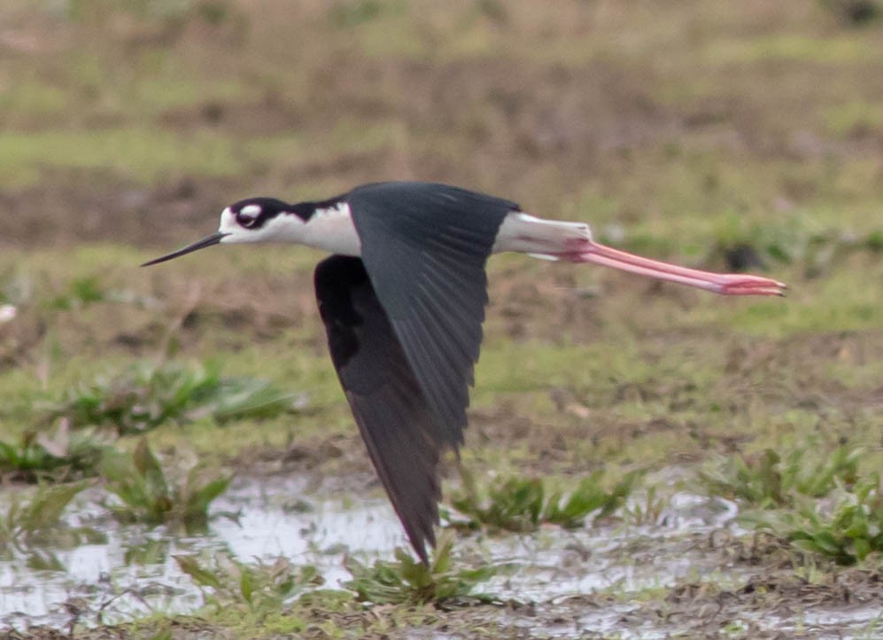 Black-necked Stilt - ML152936261