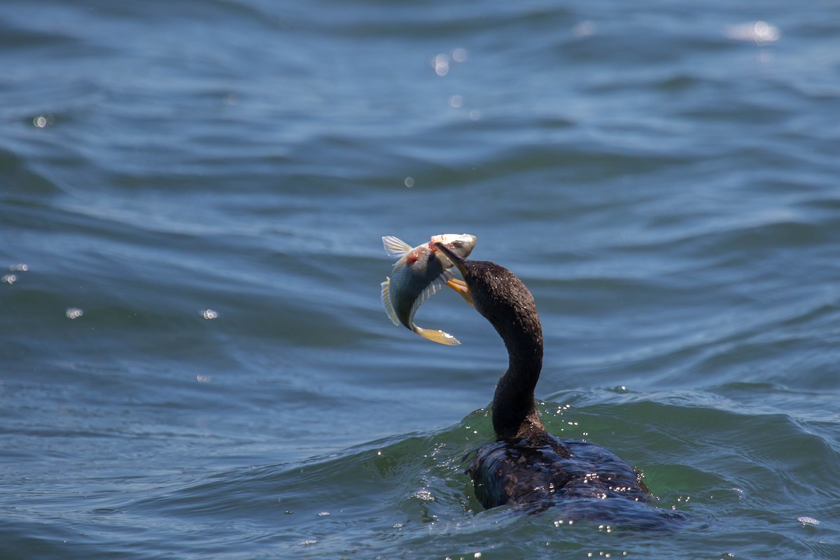 Double-crested Cormorant - ML152936371