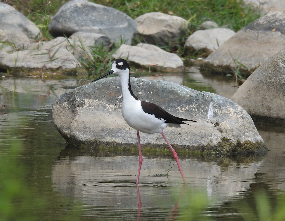 Schwarznacken-Stelzenläufer - ML152936551