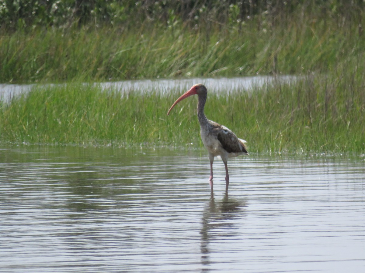 Ibis blanc - ML152936801