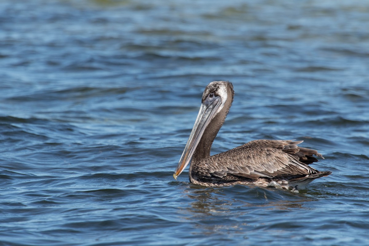 Brown Pelican - ML152936851