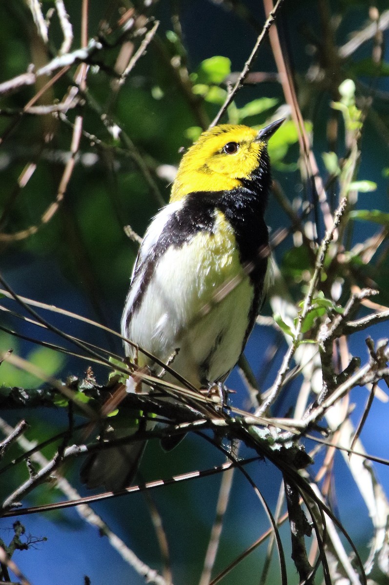 Black-throated Green Warbler - ML152936881