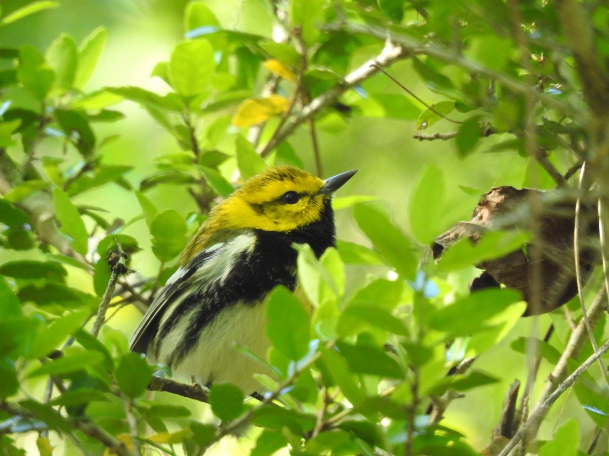 Black-throated Green Warbler - ML152937121