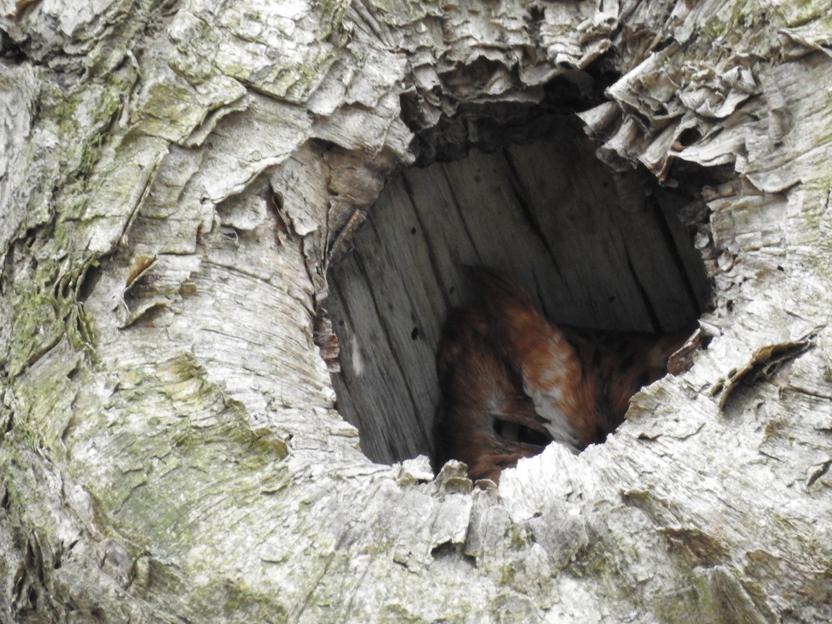 Eastern Screech-Owl - Thomas Galaskewicz