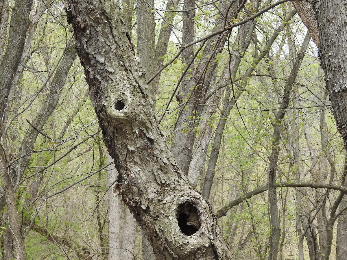 Eastern Screech-Owl - ML152938351