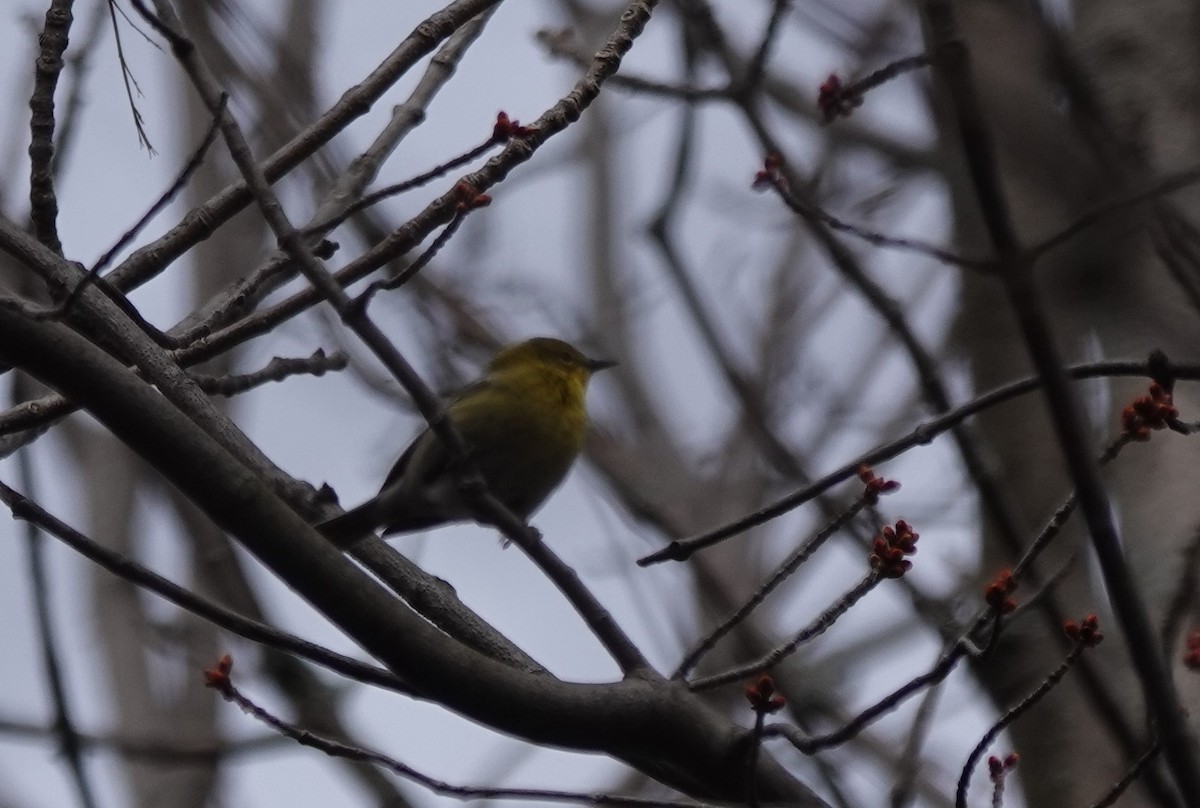 Pine Warbler - Daniel Ouellette