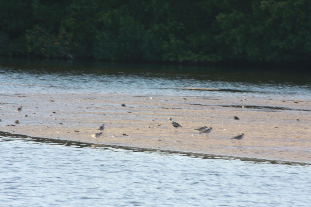 Black-bellied Plover - ML152938401