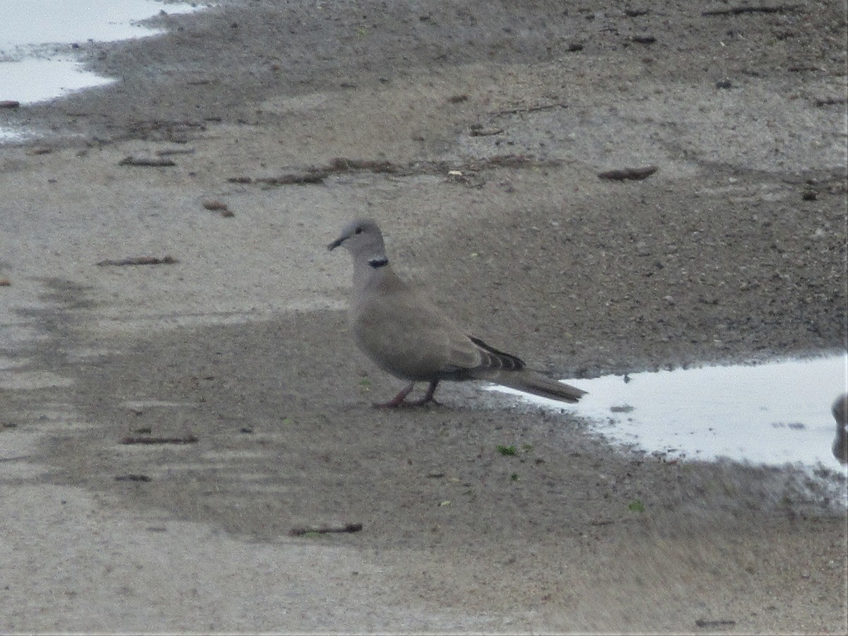 Eurasian Collared-Dove - ML152938631