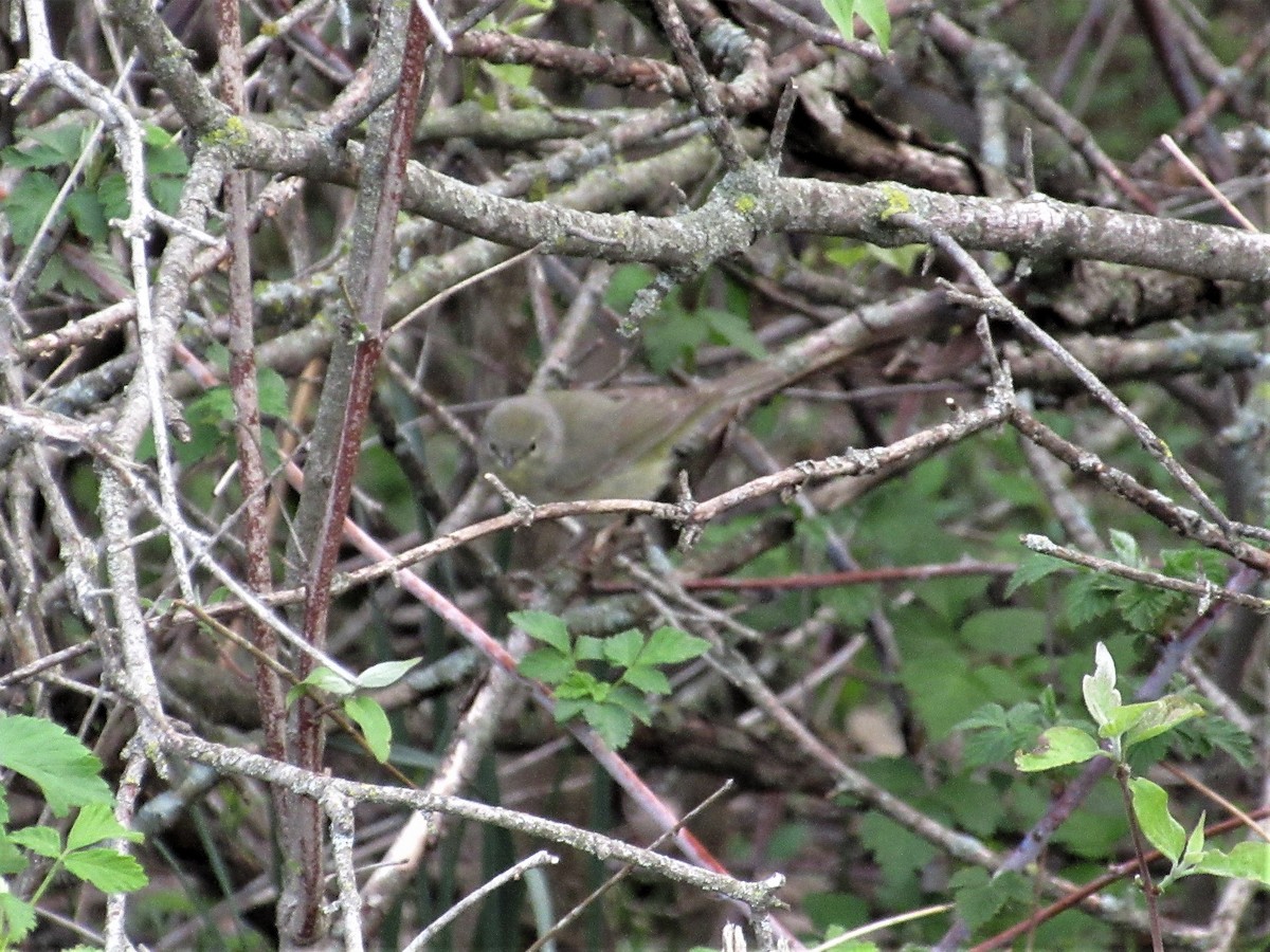 Orange-crowned Warbler - ML152938931