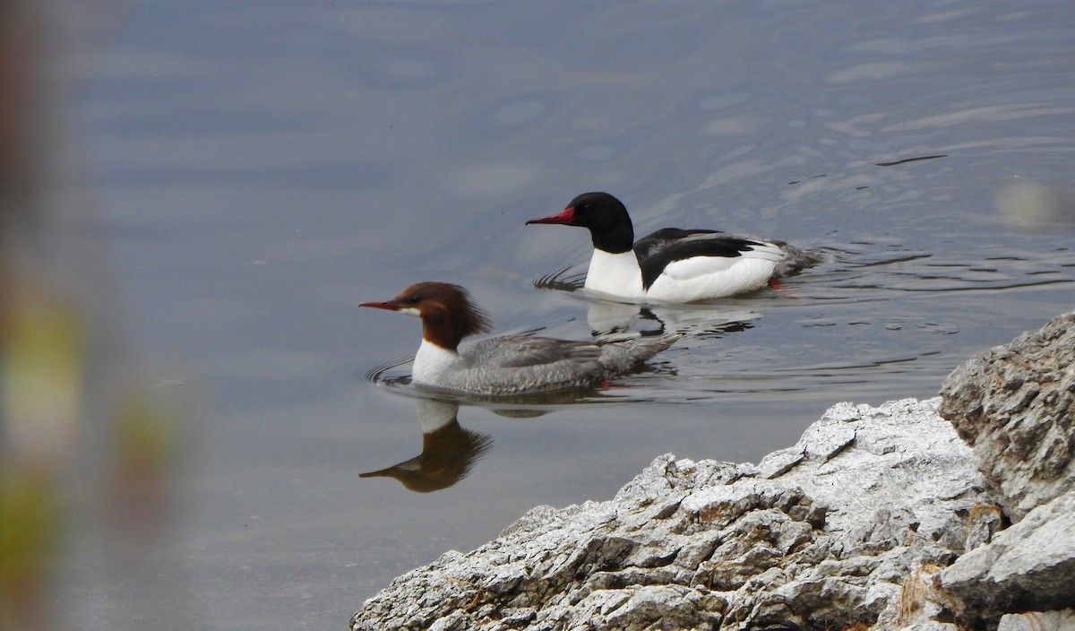 Common Merganser (North American) - ML152939021