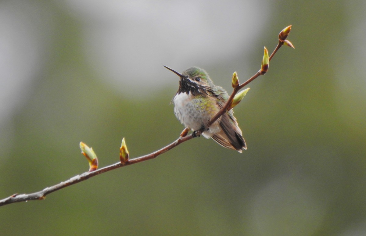 Colibrí Calíope - ML152939341