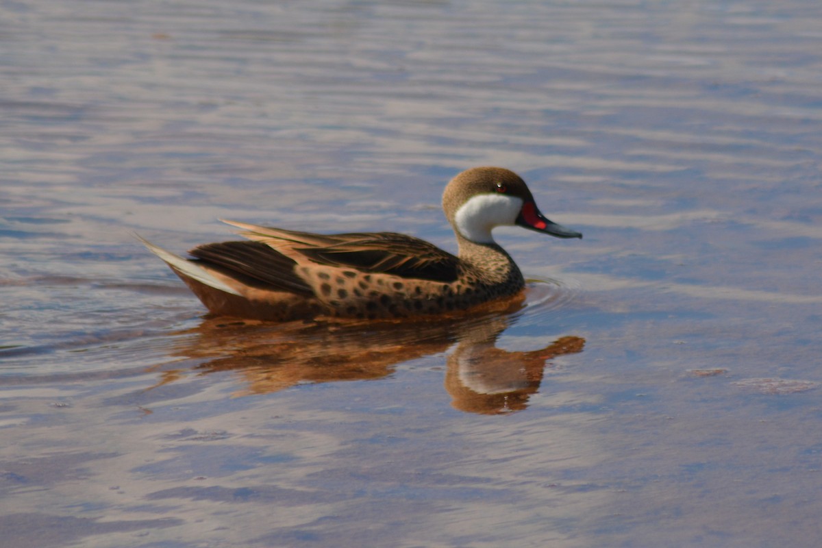 White-cheeked Pintail - ML152939361