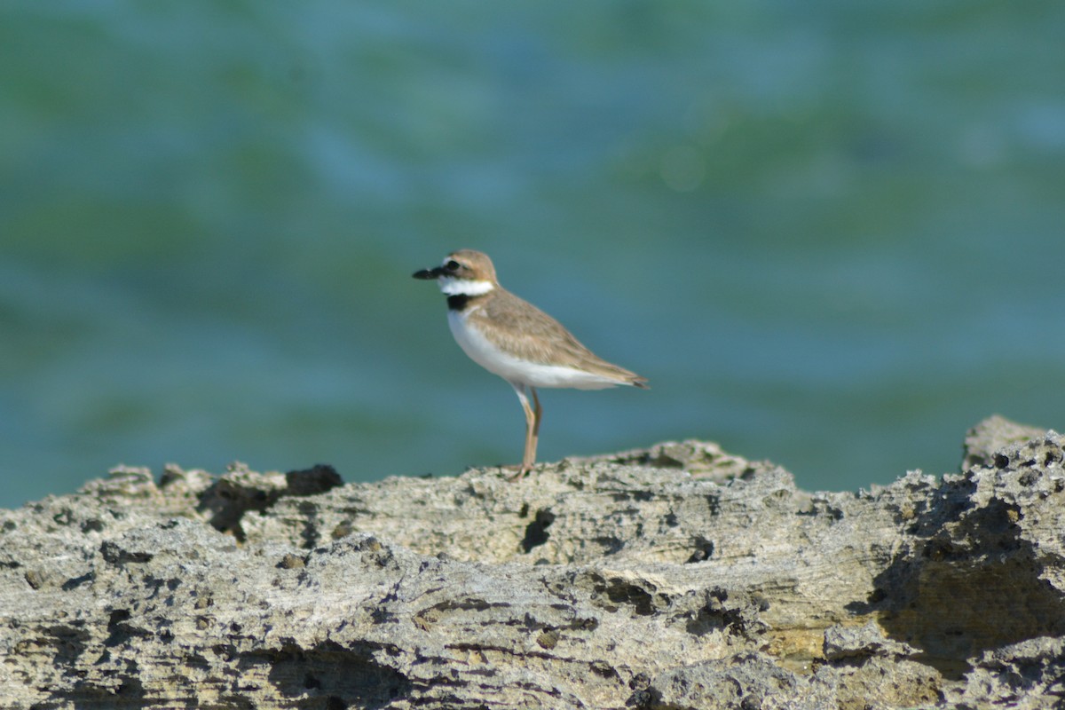 Wilson's Plover - ML152939411