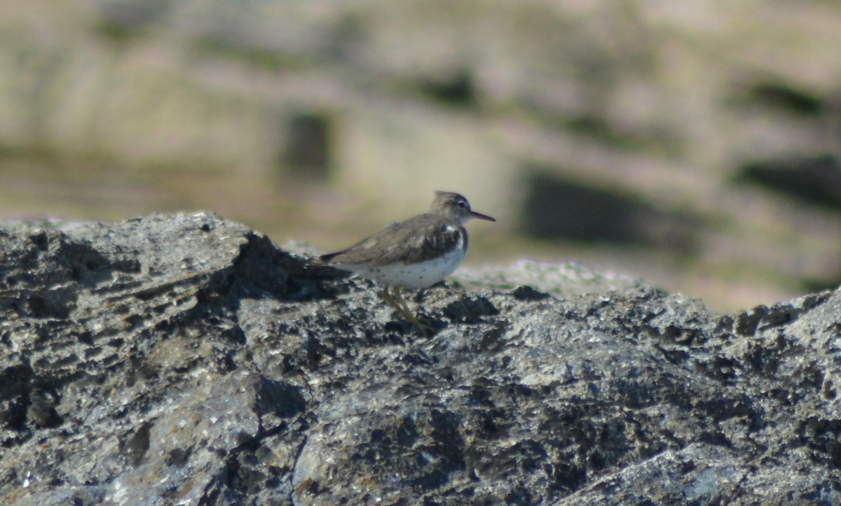 Spotted Sandpiper - ML152939451