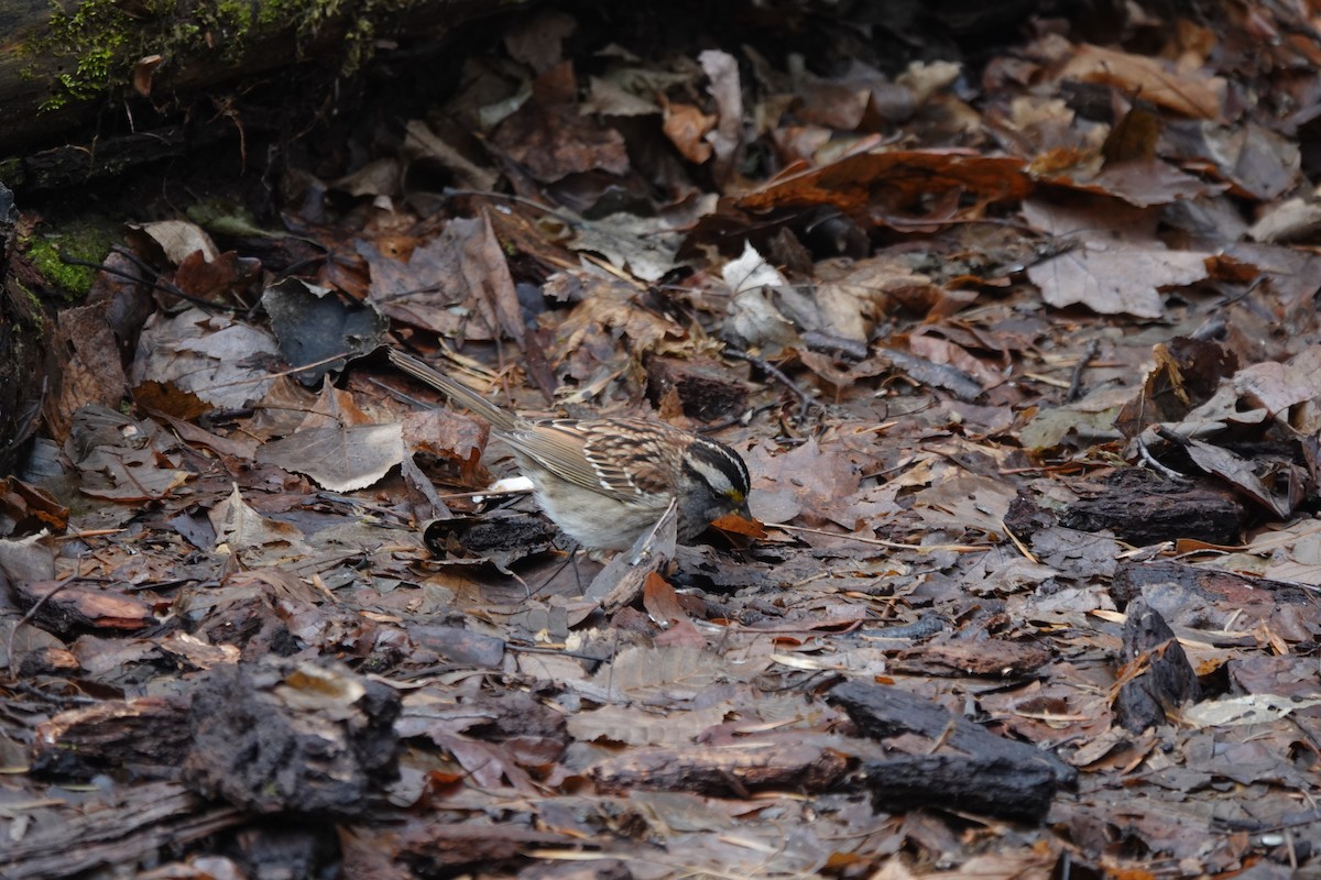 White-throated Sparrow - Daniel Ouellette