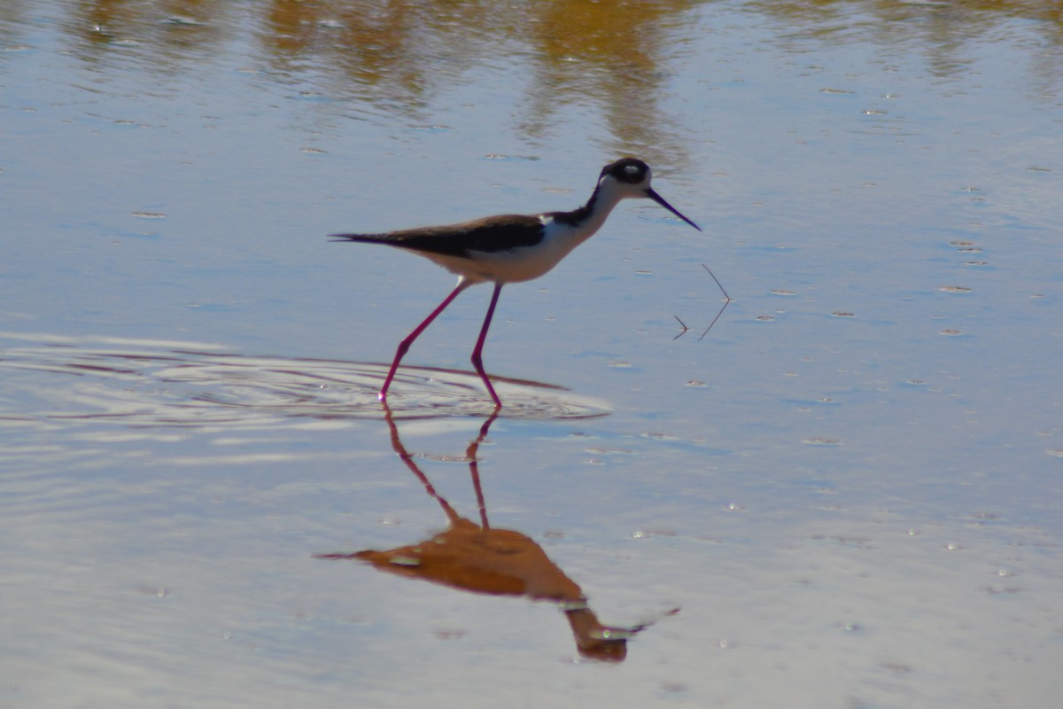 Black-necked Stilt - ML152939661