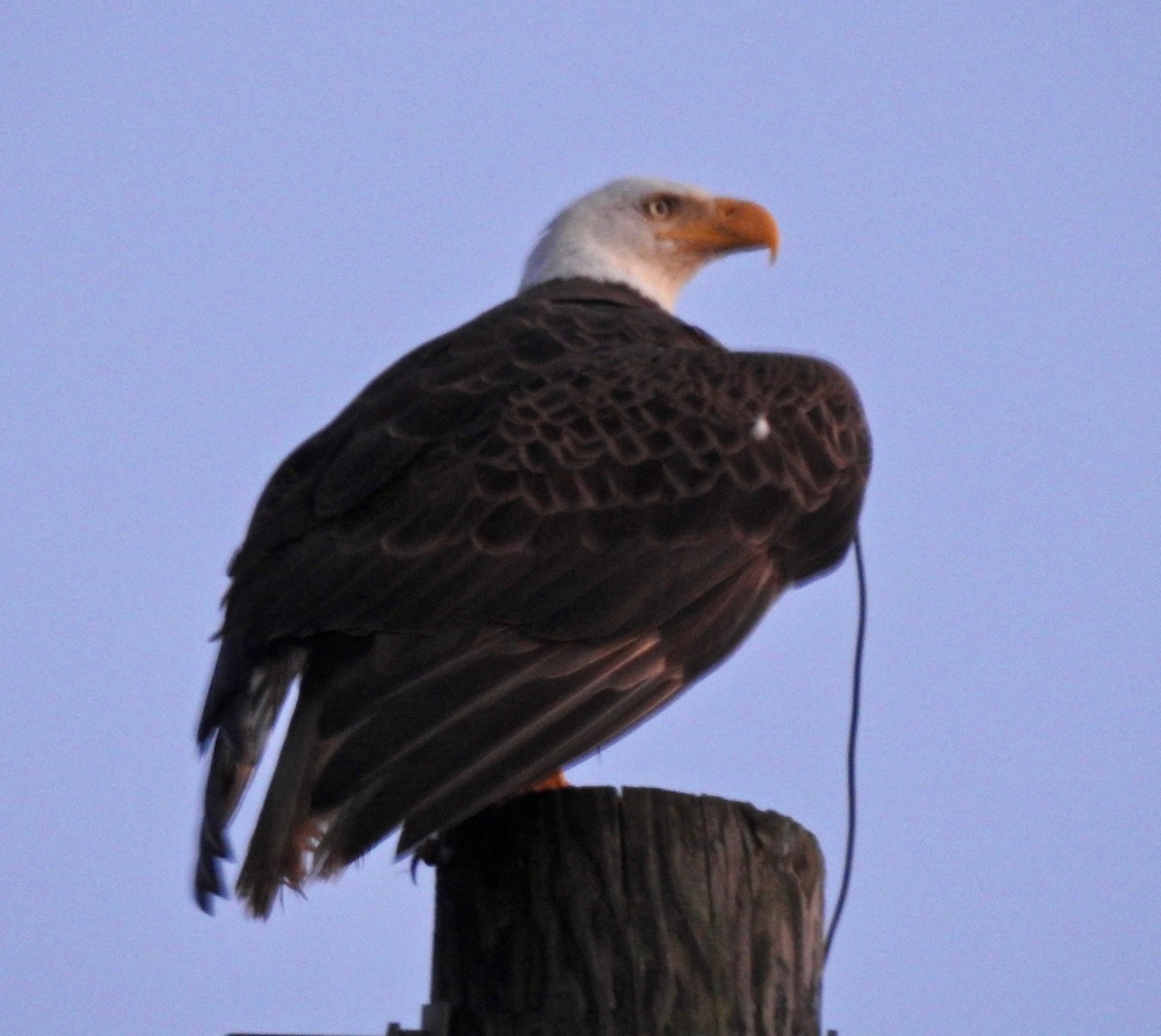 Bald Eagle - Van Remsen