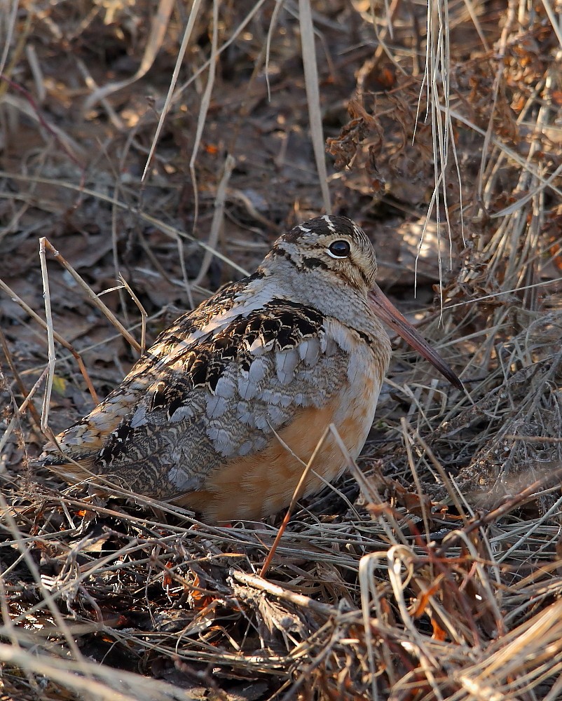 American Woodcock - ML152940001