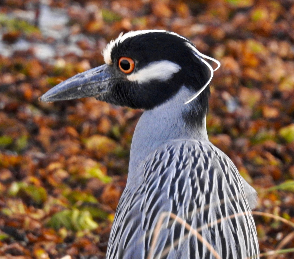 Yellow-crowned Night Heron - Van Remsen