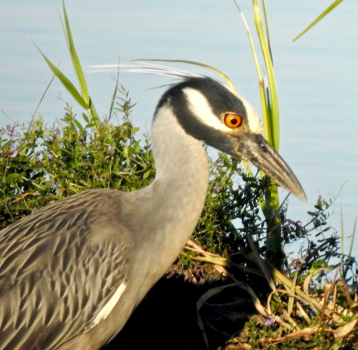 Yellow-crowned Night Heron - ML152940471