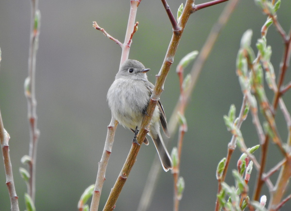 Hammond's Flycatcher - ML152940521