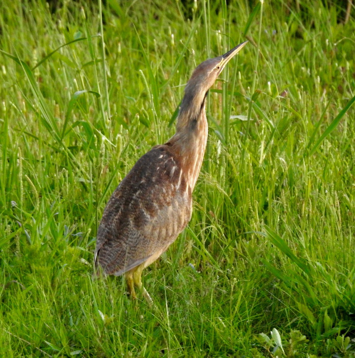 American Bittern - Van Remsen