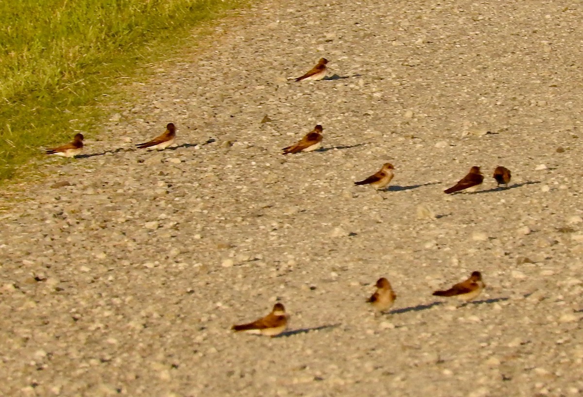 Northern Rough-winged Swallow - Van Remsen