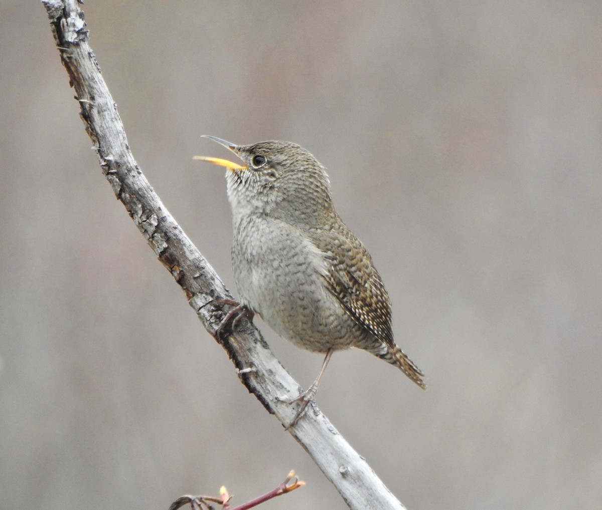 House Wren (Northern) - ML152942041