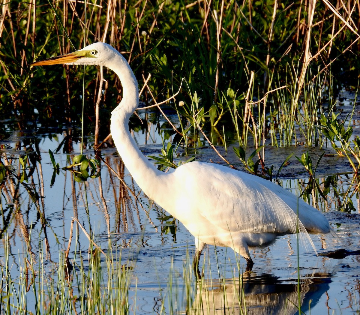 Great Egret - Van Remsen