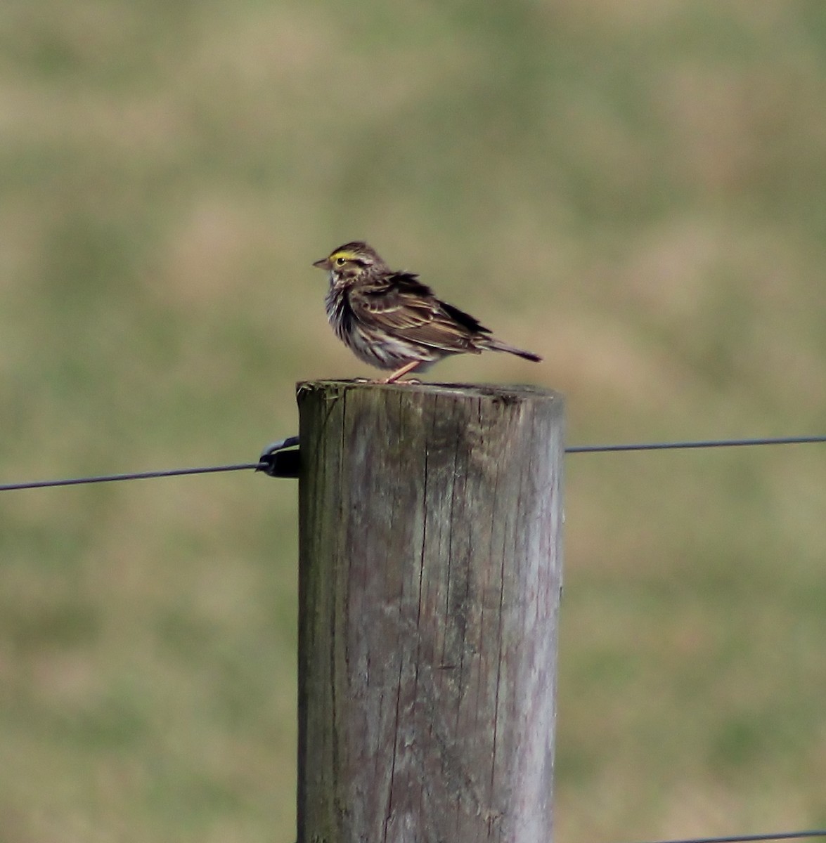 Savannah Sparrow - Barb lindenmuth