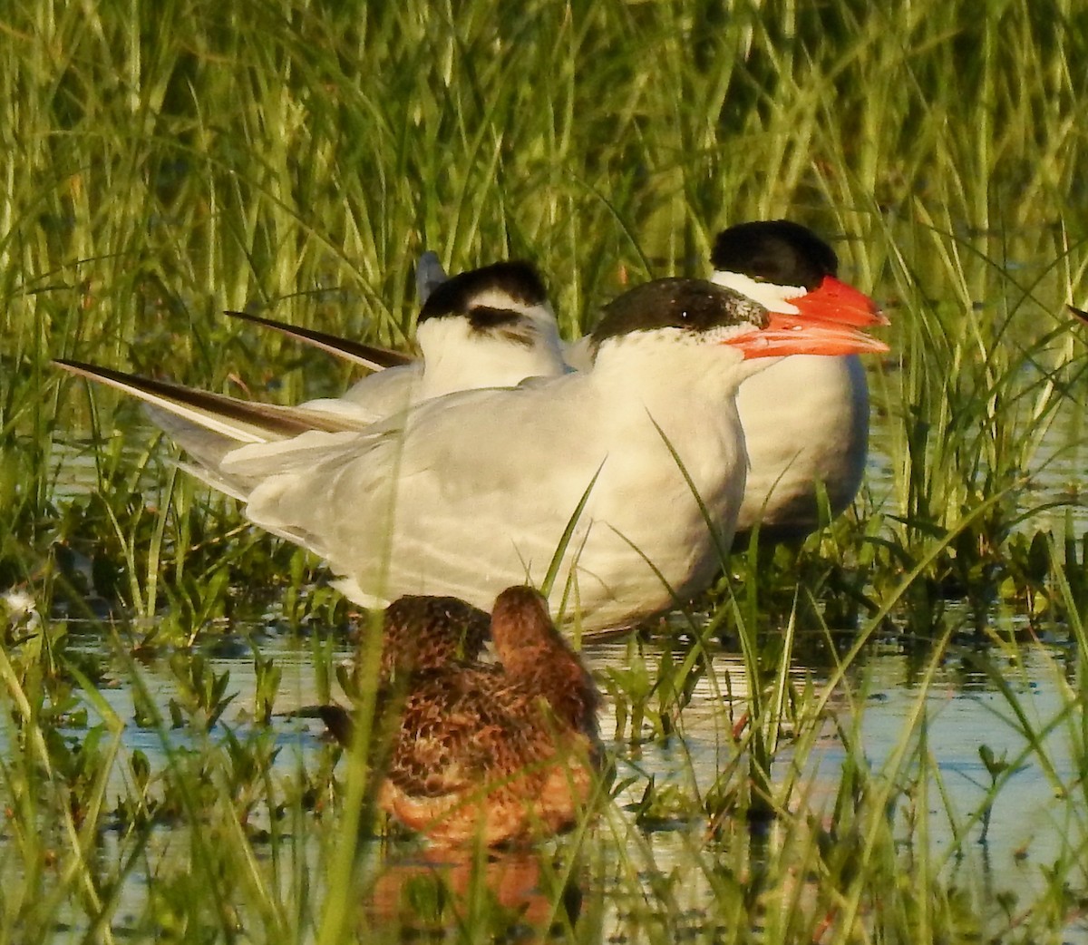 Caspian Tern - ML152942931