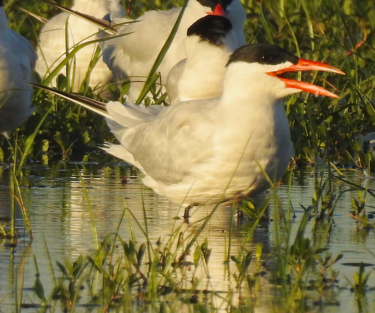 Caspian Tern - ML152942941