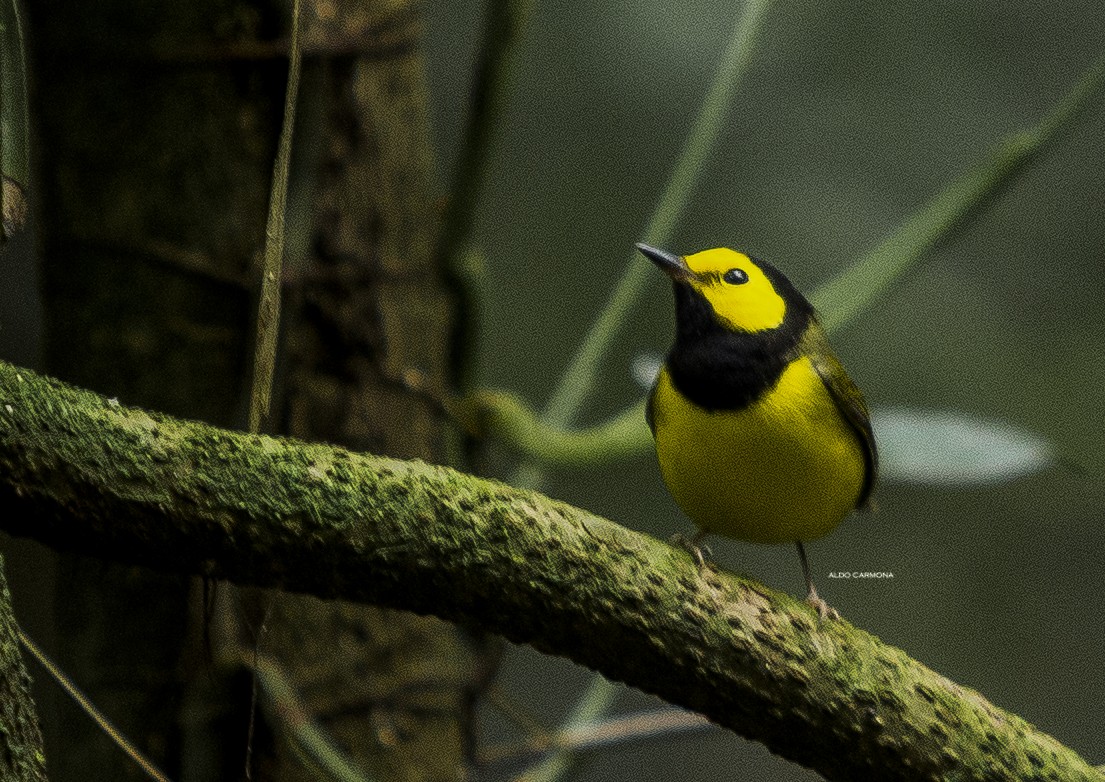 Hooded Warbler - ML152943071