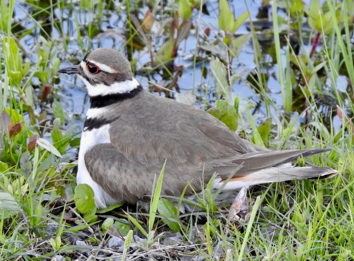 Killdeer - ML152943421