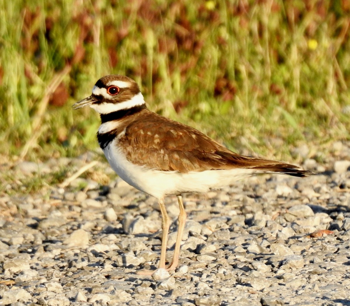 Killdeer - Van Remsen